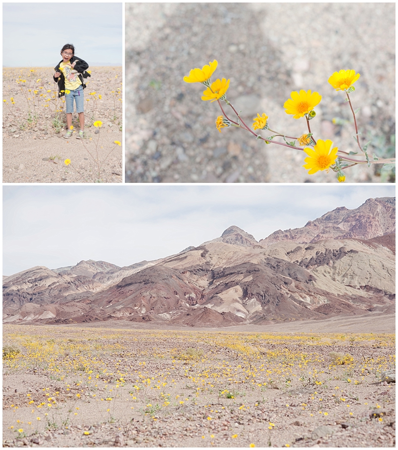Death_Valley_NV_Super_Bloom-002.jpg