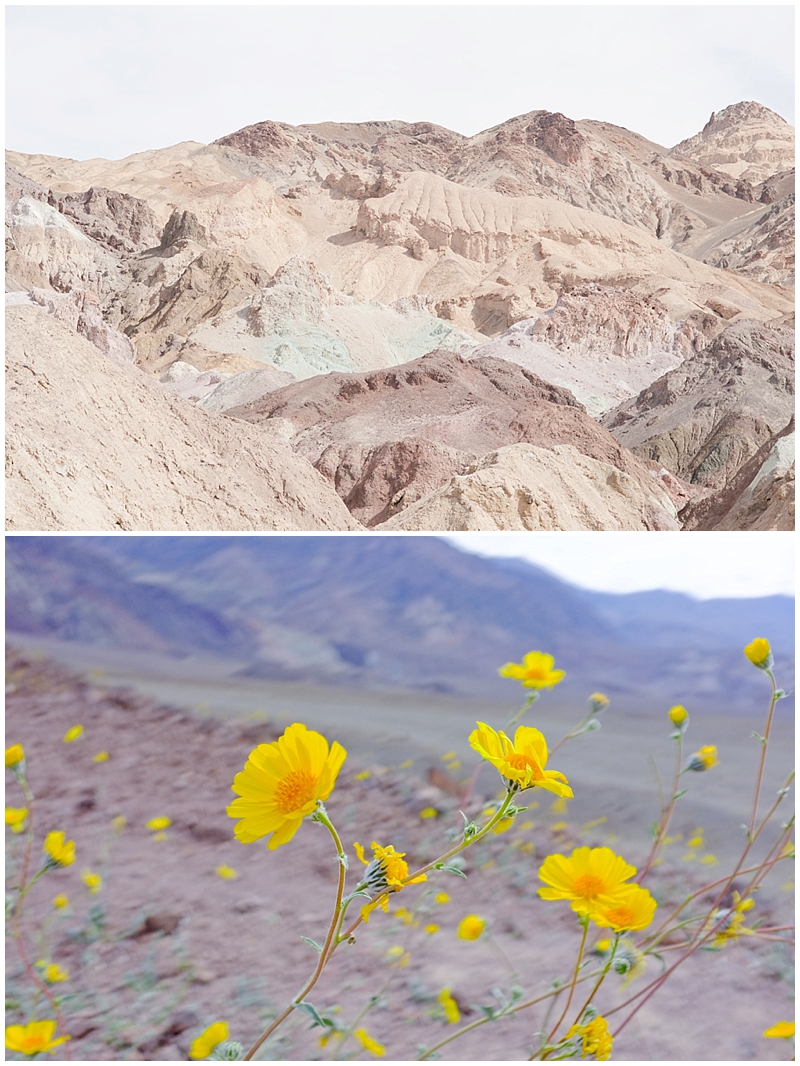Death_Valley_NV_Super_Bloom-004.jpg