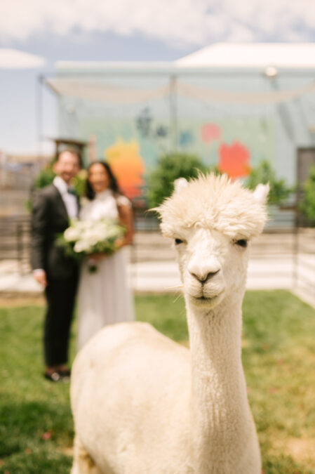 llama photo bombing bride and groom portait at the doyle las vegas