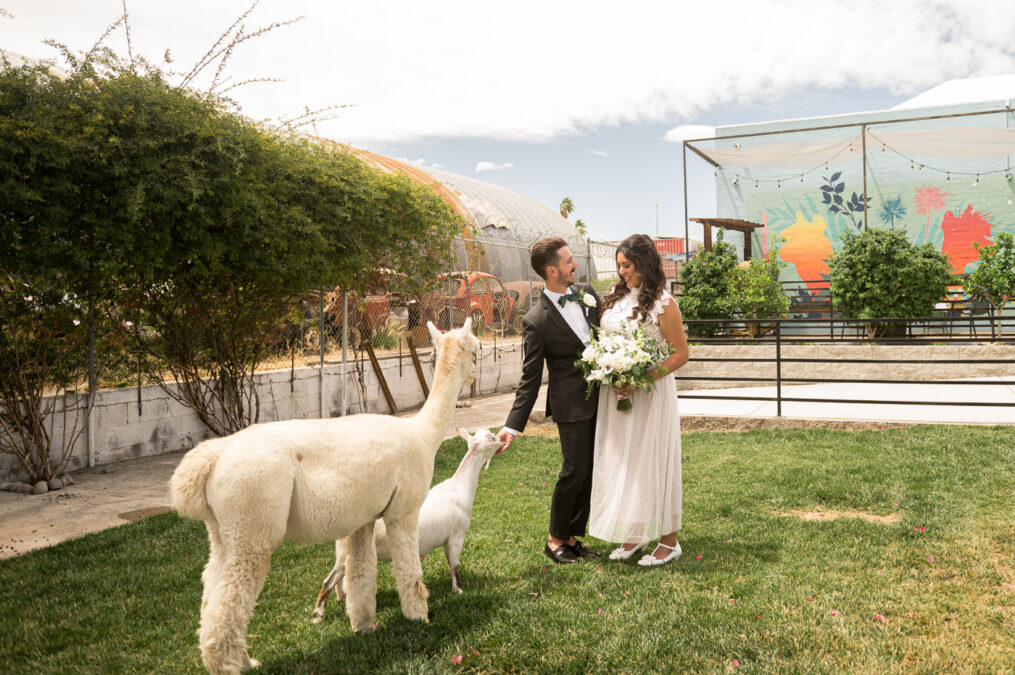 bride and groom photo with llama and goat