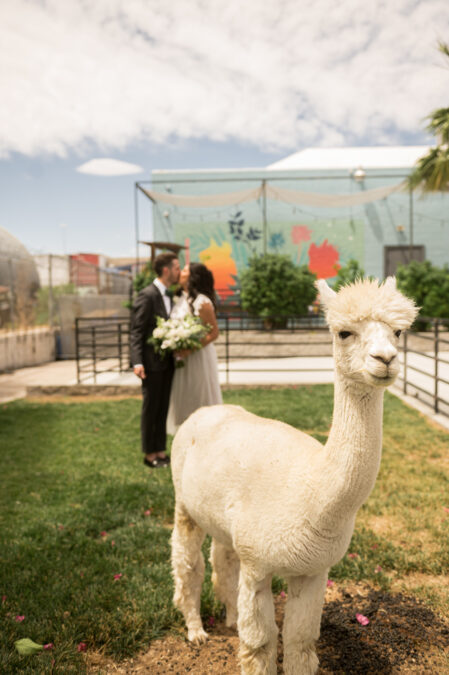 The Doyle llama with bride and groom kissing in background